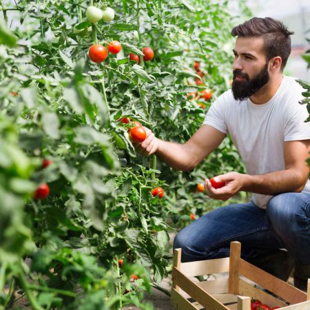 organic-farmer-checking-his-tomatoes-in-a-hothouse-VQV2RVE.jpg